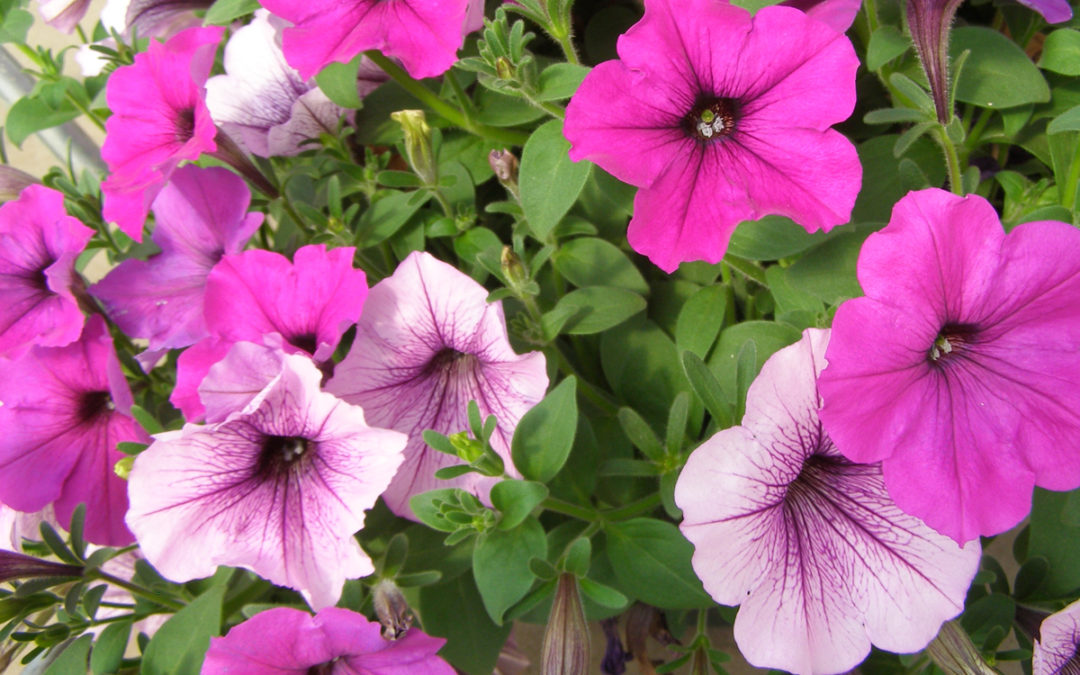 Flower Sale Fundraiser Benefits Science Olympiad