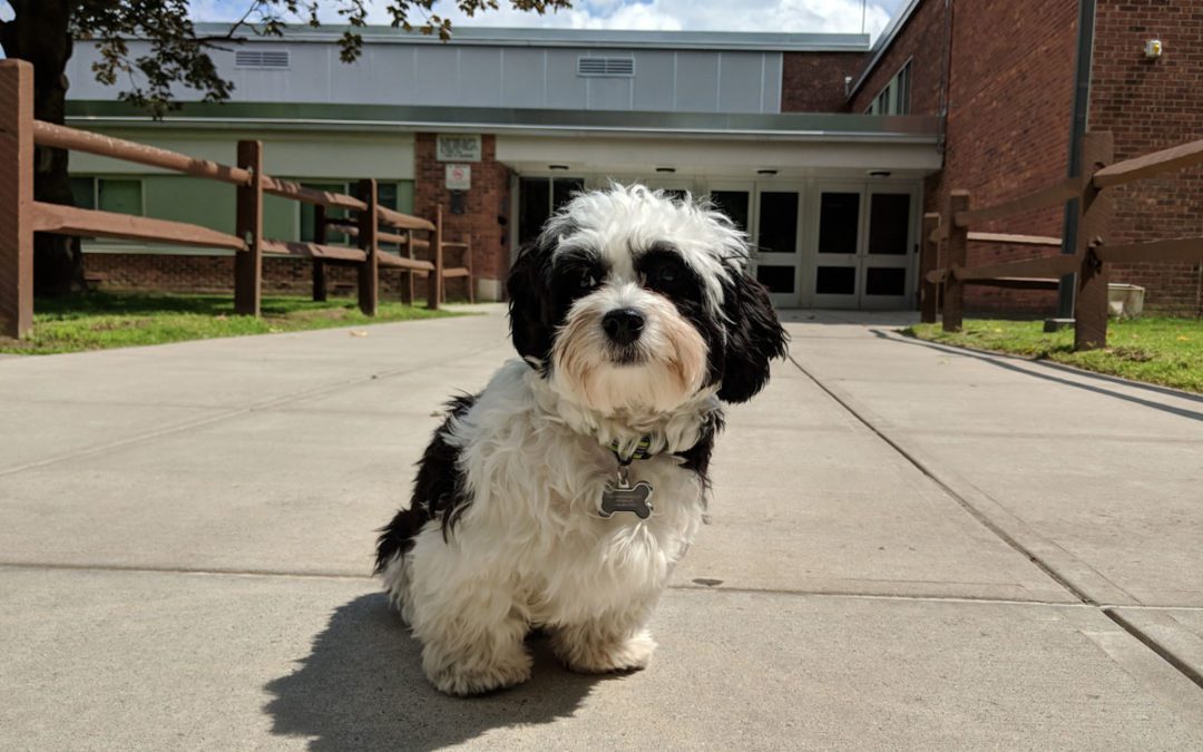 Goff Middle School Announces New Therapy Dog Program