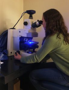 Columbia student Grace Davis looks through a microscope in a laboratory at Albany Medical Center.