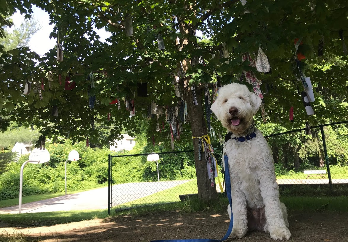 Auggie the therapy dog sitting under tree
