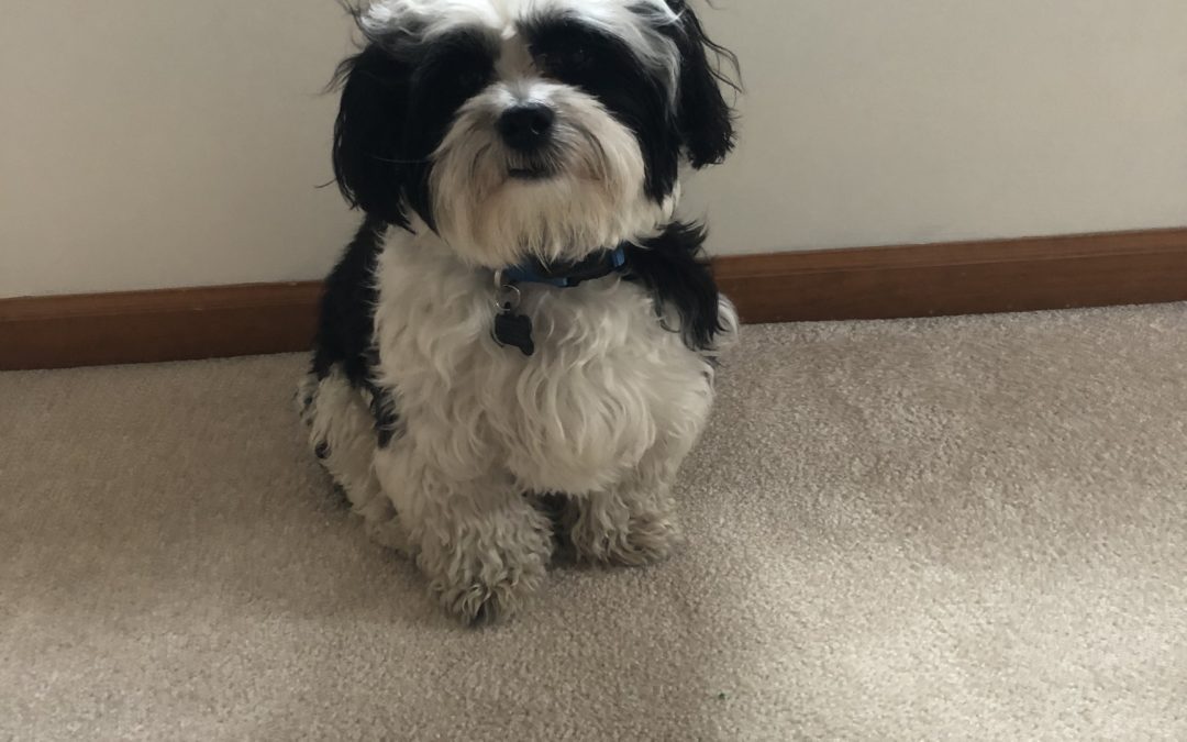 Goff Students and Staff Miss Bandit During School Closing