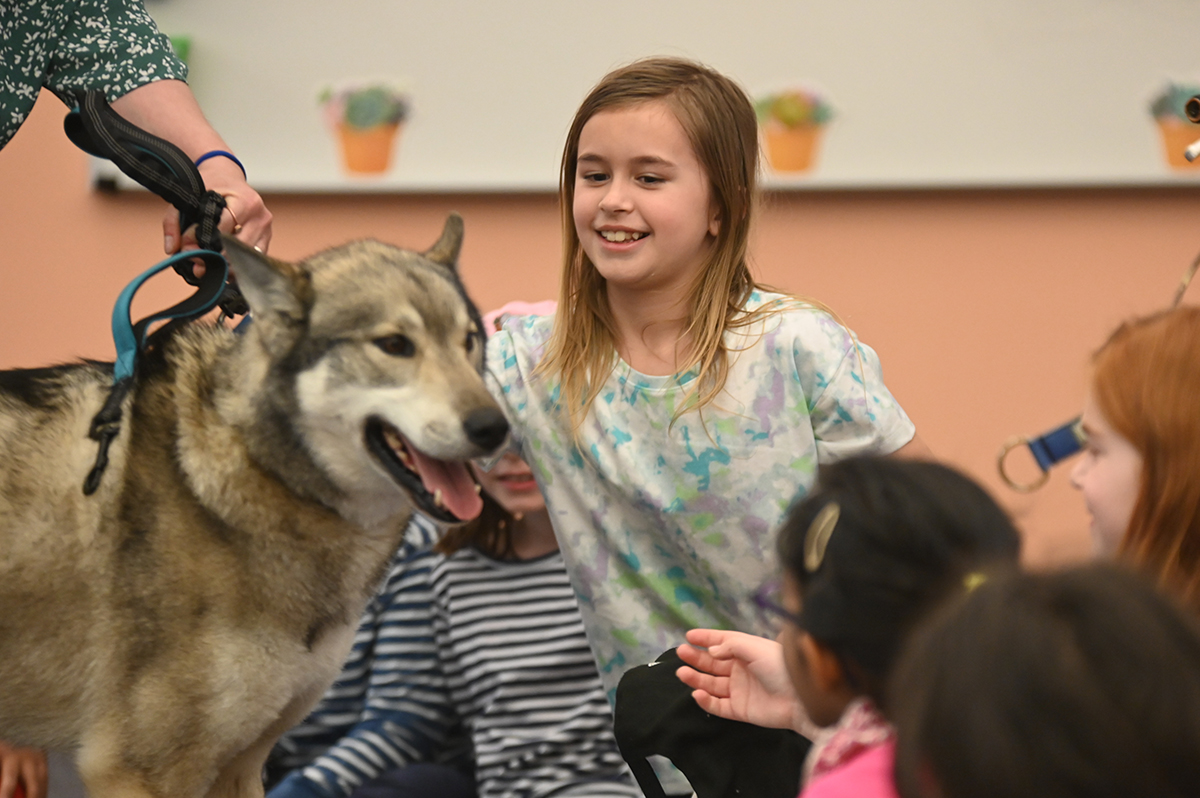 Student petting a sled dog